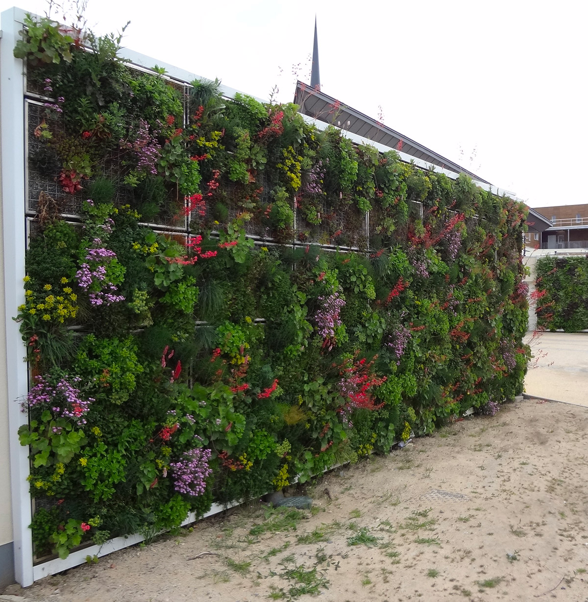 Photo mur végétal - Ludothèque de Saumur - Vetisol